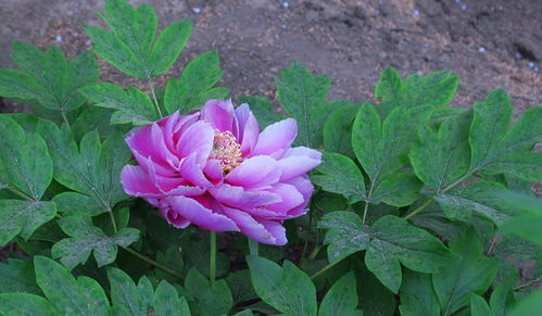 牡丹花開(kāi)，苗木生機(jī)